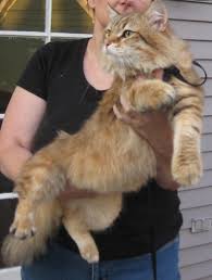 Until approximately one year of age, the kitten is undergoing a growth phase where energy requirements are up to 2.5 times higher than maintenance. Healthy Weights For Siberian Cats