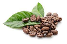 Aromatic coffee plant (arabica nana). Coffee Plant Best Varieties How To Grow Care Problems And Harvest