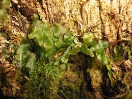 Image result for Didymoglossum