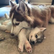 Folly Got A New Sister This Weekend This Pretty Much Sums Up Their Relationship Https Ift Tt 2u7xldm Cute Puppies Cute Baby Animals Dogs