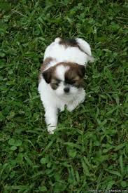 Shitzu, creme and cocoa,.so very good. Ckc Shih Tzu Puppies Price 400 For Sale In Monticello Arkansas Best Pets Online