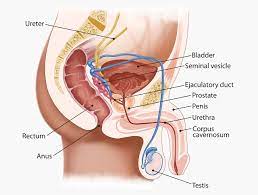 Urethra Definition Function And Structure Biology Dictionary