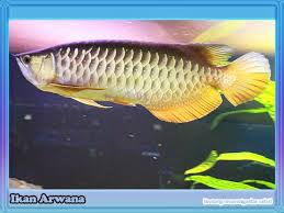 Harga ikan air tawar di pasar ikan dominan lebih murah daripada harga ikan air laut. Nama Nama Ikan Air Tawar