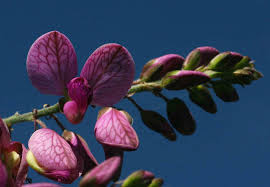 Image result for Polygala virgata