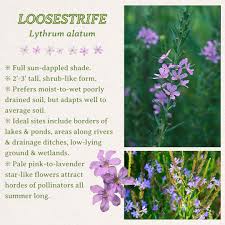 Image result for Lythrum