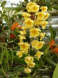 Dendrobium Lindleyi Par Irene Orchids Beautiful Orchids Dendrobium Orchids