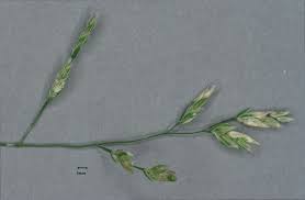 Image result for Poa leptoclada