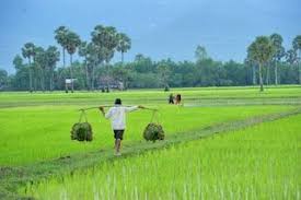 Farmers Working In Ricefields Cambodia Where Is Cambodia Cambodia Kids Around The World
