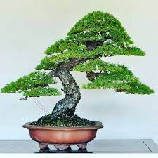 Pinheiro Branco Estilizado Por Naoki Maeoka Simplesmente Beleza Pura Naokimaeoka Bonsai Bonsaitree Bonsai Tree Types Bonsai Tree Bonsai Trees For Sale