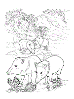 Add some colors to this mama javelina and her baby. Pigs Coloring Pages And Printable Activities Hogs