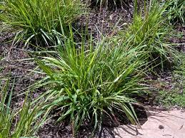 Image result for Eragrostis volkensii