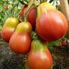 Small plum tomatoes are particularly sweet and higher in acid. 1