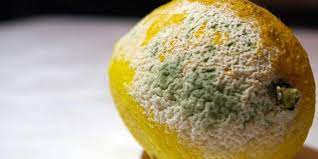 This process increased the growth of penicillium. How To Make Penicillin At Home Just In Case Shtf