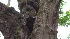 Maybe you would like to learn more about one of these? Bee Hive Tree Stock Video Footage 4k And Hd Video Clips Shutterstock