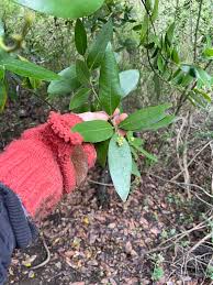 Image result for bay leaf bush foto
