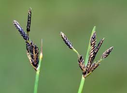 Image result for Cyperus laevigatus