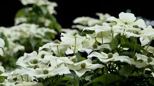 Image result for Clerodendrum fasciculatum