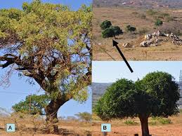 Image result for Setaria lindenbergiana