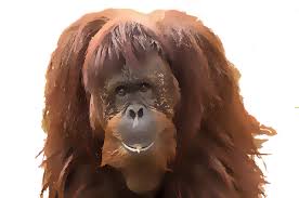 Maybe you would like to learn more about one of these? Alasan Mengapa Kita Perlu Melestarikan Hewan Langka Kumparan Com