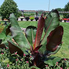 Image result for Ensete ventricosum
