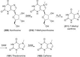 Theobromine An Overview Sciencedirect Topics