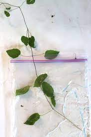 This group goes dormant in the winter, letting the stems die off, and then they grow anew each spring. How To Grow Clematis From Cuttings Empress Of Dirt