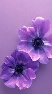 Tons of awesome aesthetic pc gaming 4k wallpapers to download for free. Light Purple Flower Wallpapers Top Free Light Purple Flower Backgrounds Wallpaperaccess