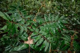 Image result for Pachylobus edulis