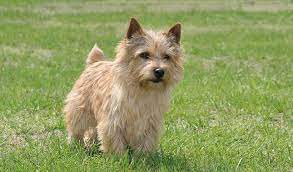 Information about the population of norwich terrier breed in russia. Norwich Terrier Dog Breed Information
