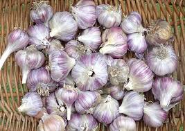 Aioli / knoblauchmayonnaise nov 17. Knoblauch Selber Anbauen Was Beim Pflanzen Zu Beachten Ist
