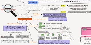 Pin On Zoom Out Pharmacotherapy