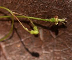 Image result for Galopina