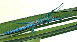 Image result for Mostuea batesii