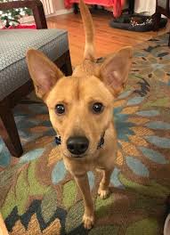 Maybe you would like to learn more about one of these? Dog Adoption Cape Town