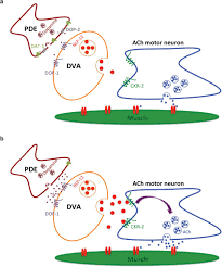 Ответы к игре dop 2: Loss Of Dop 2 Causes Increased Dopamine Release And Locomotory Defects In The Presence Of Ethanol Biorxiv