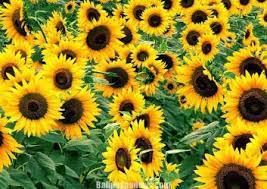Minyak bunga matahari (helianthus annuus) adalah minyak yang diekstrak dari bunga matahari. Bunga Matahari Tanaman Hias Berkhasiat Obat Balipuspanews Com
