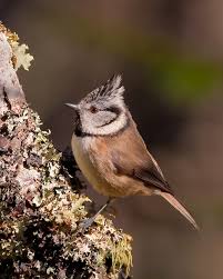 Their starting pet is a alpine falcon which belongs to the bird of prey family. Tit Bird Wikipedia