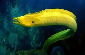None of them was a professional musician. National Aquarium Green Moray Eel Marine Animals Types Of Eels Water Animals