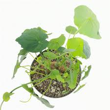 Image result for Stephania cyanantha