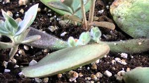 Pin On How Plants Work