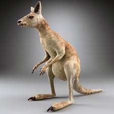 3d Kangaroo Modelled Model Kangaroo Model 3d Model