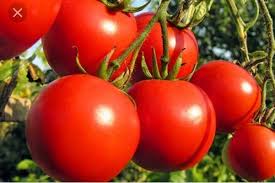 Buy tomato seeds and get the best deals at the lowest prices on ebay! Us 440 Organic Tomato Rs 20 Kilogram Mauli Treading Company Id 19802793462
