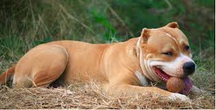 Pin On Hd Wallpapers Motivational Desktop Wallpaper Funny Animals