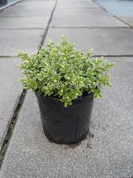 Image result for shrubby veronica hebe