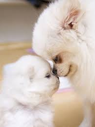 Cute pomeranian puppies videos compilation 2019 | cutest and funny dogs hope you like a new cute and funny pomeranian. Baby Cute Pomeranian Puppy Novocom Top