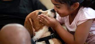 Beagle puppies for free adoption in bangalore. Beagles Rescued In Bangalore Are Now Up For Adoption Dogexpress