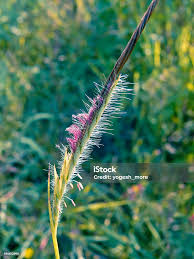Image result for Heteropogon contortus