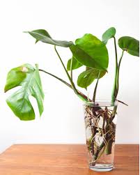Monstera In Water Water Plants Indoor Plants Water Plants