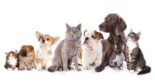 Angel Care Pet Hospital - Home Facebook
