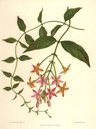 Image result for Combretum indicum